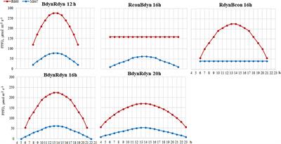 The Physiological Response of Lettuce to Red and Blue Light Dynamics Over Different Photoperiods